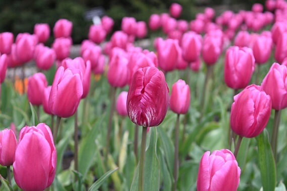 Festivalul lalelelor din gradina botanică din Balcic Bulgaria 2025
